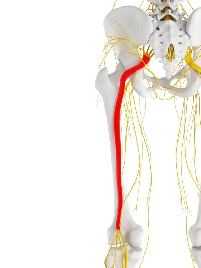 Isjias nerve